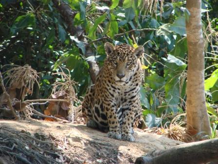 jaguar in de Pantanal